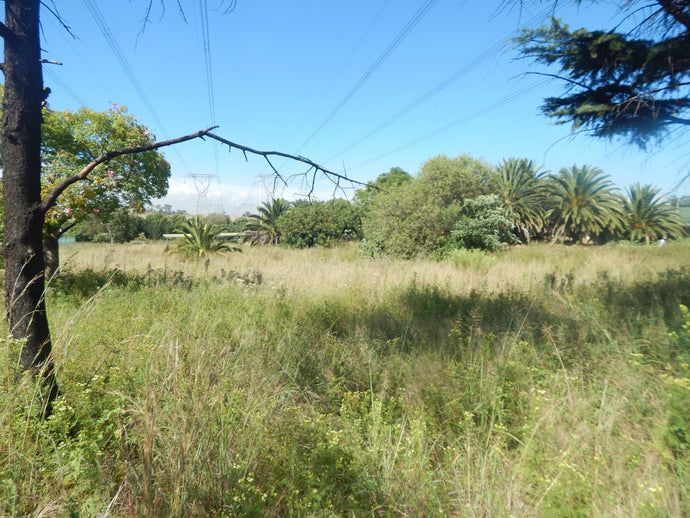 The ever-growing jungle at the Laudium Hospital